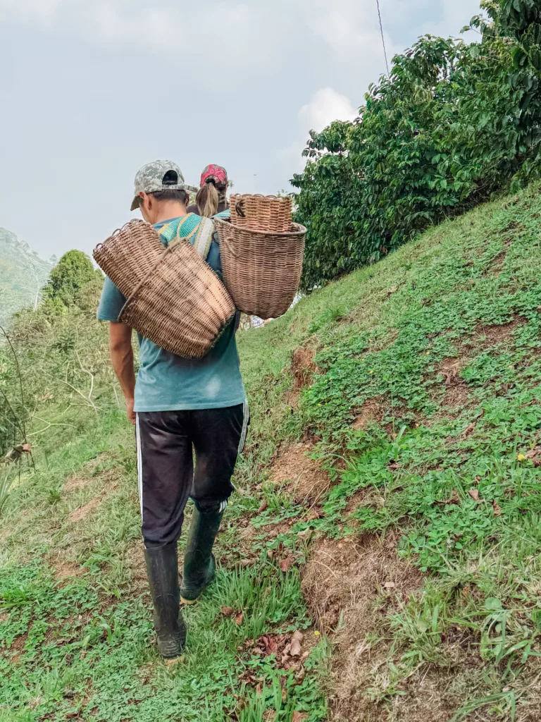 walking through the coffee fields, Colombia